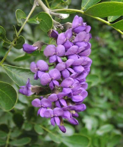 Calia secundiflora, Mescal Bean, Texas Mountain Laurel
